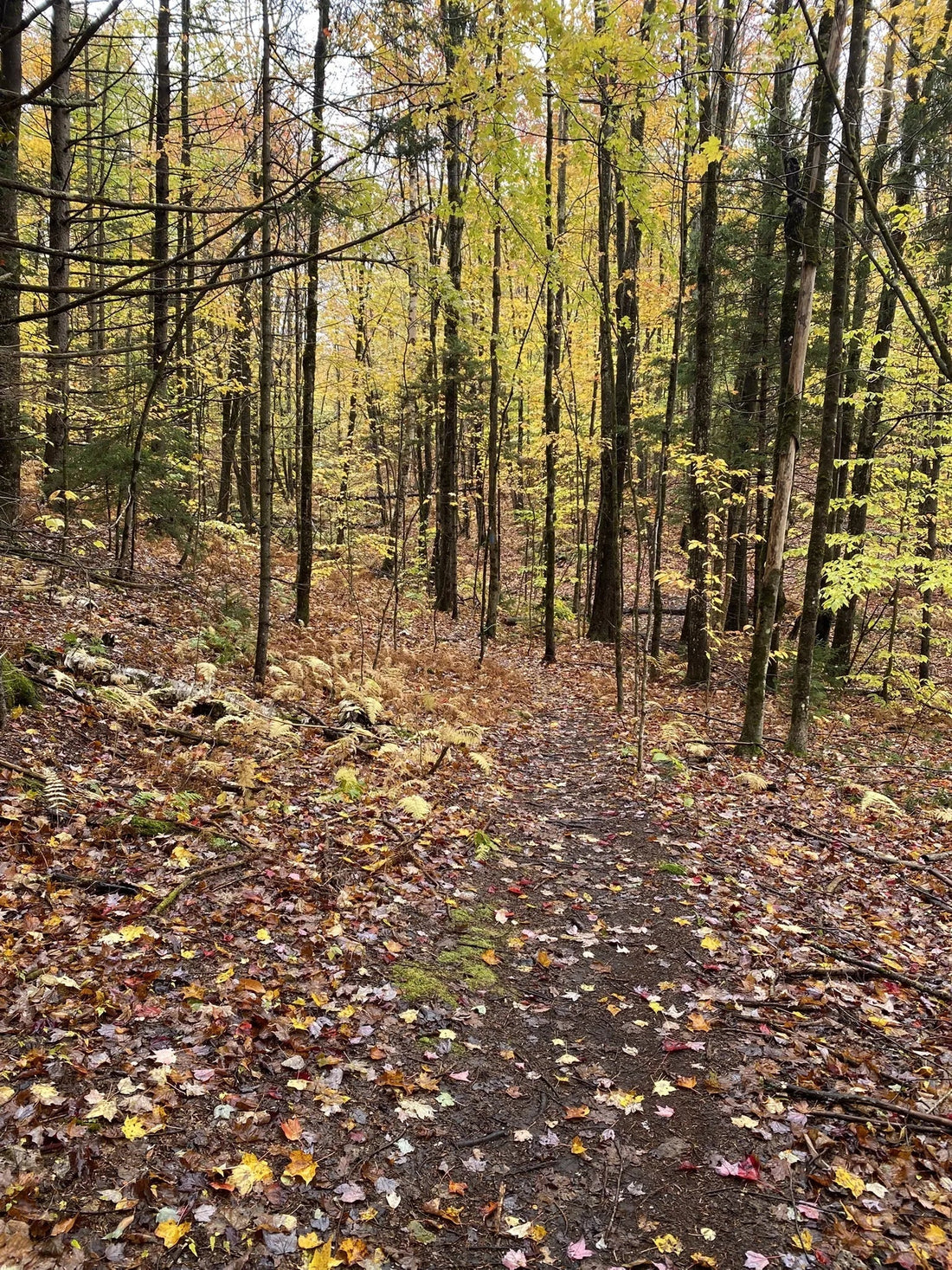 Best or Top Brochure Design Agencies and Companies in Barre Town, Vermont