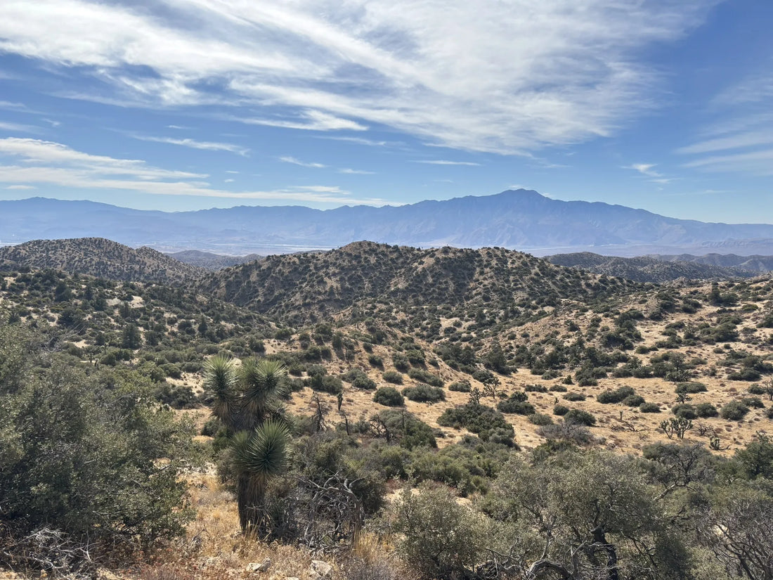 Top Influencer Management Agencies and Companies in California