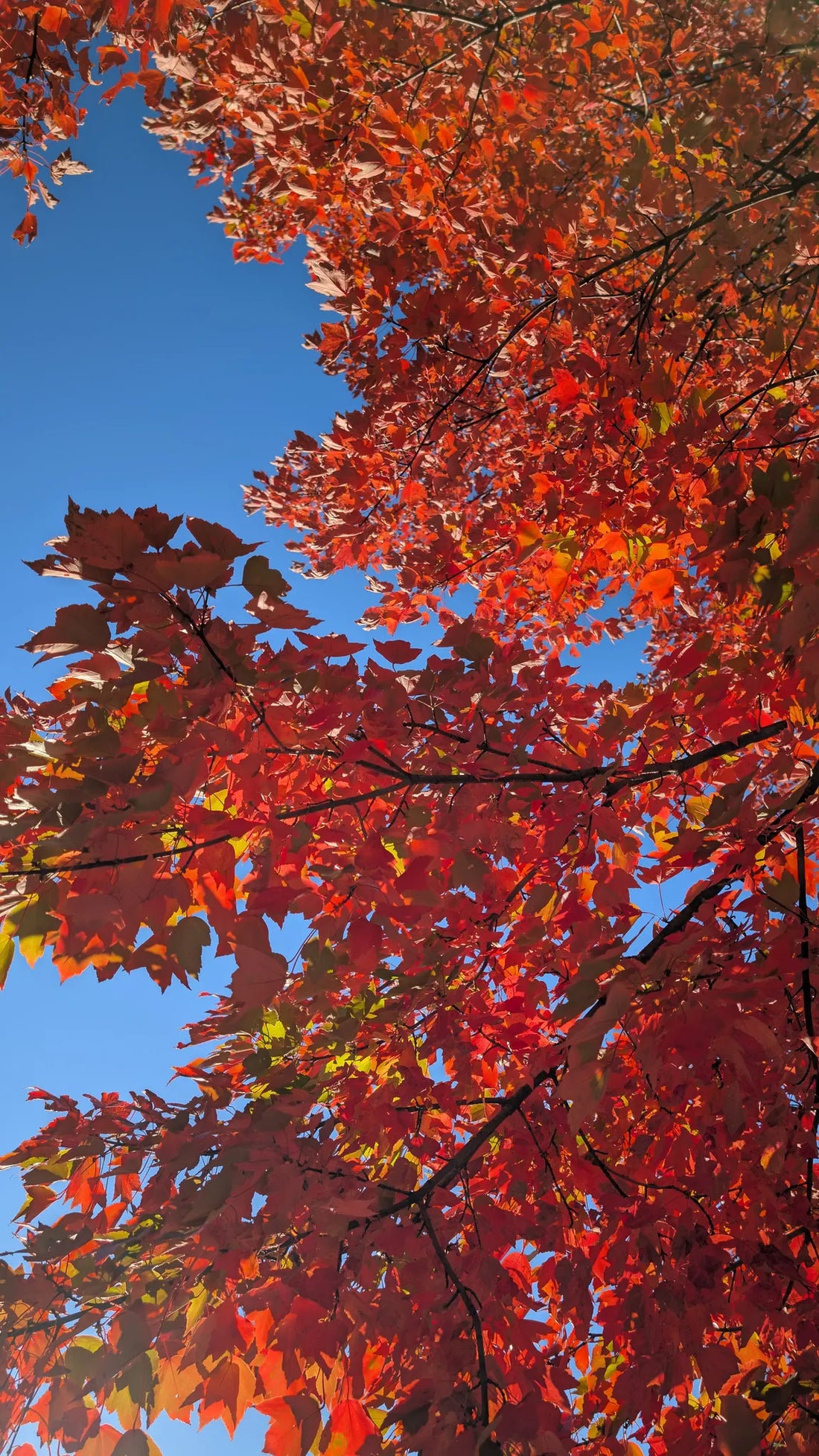 Best or Top Drawing and Illustration  Agencies and Companies in Woodbridge, New Jersey