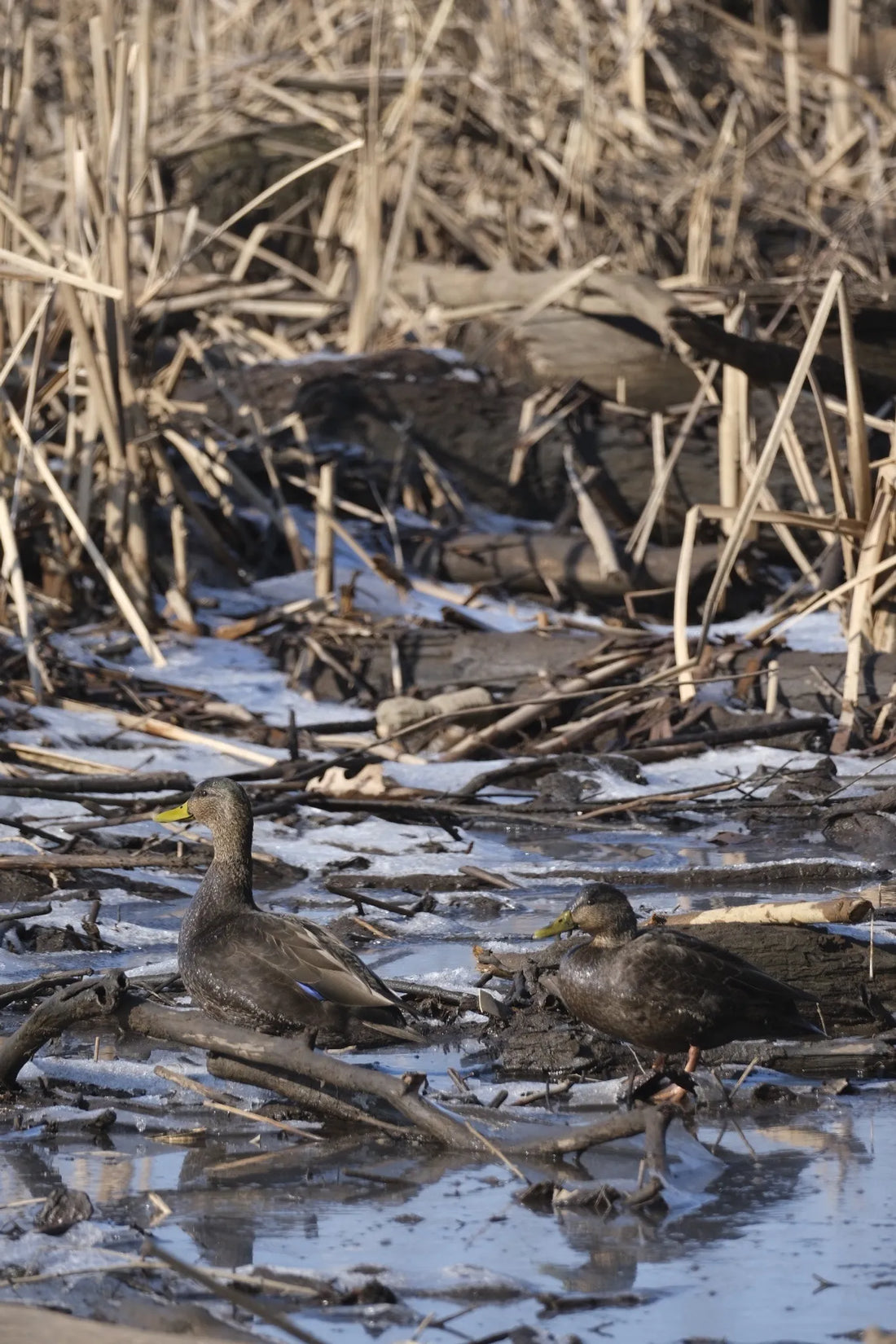 Best or Top Youtube Management Agencies and Companies in Trenton, New Jersey