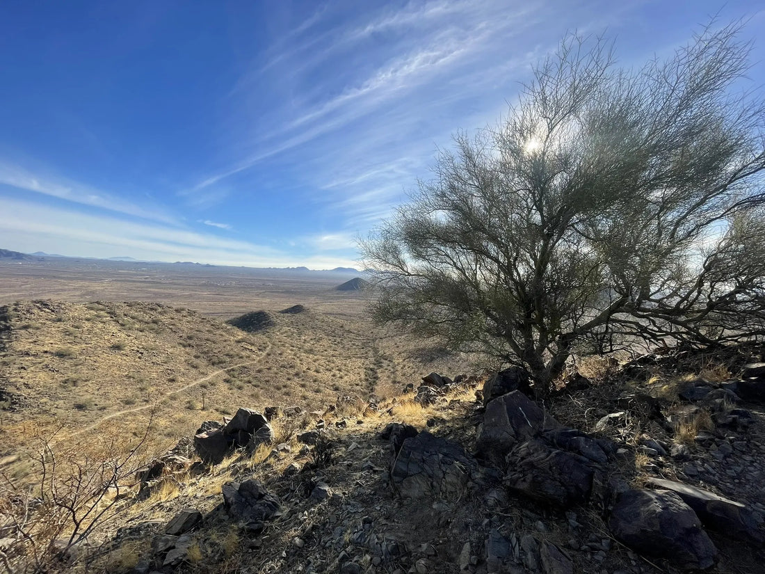 Influencer Management in Arizona