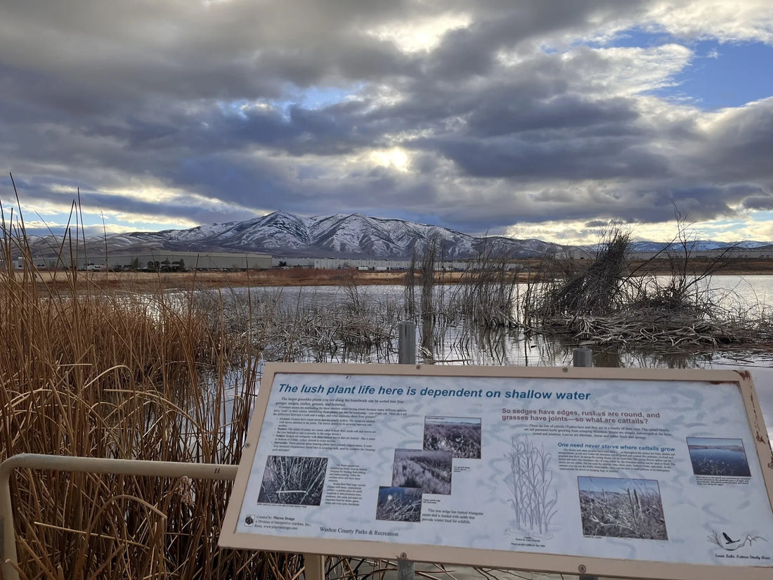 Best or Top YouTube Management Agencies and Companies in Reno, Nevada