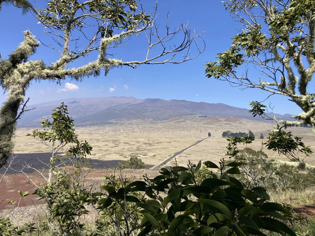 Top or Best LinkedIn Management Agencies and Companies in Hawaii