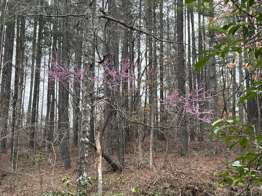 Best or Top Cartoons & Comics Agencies and Companies in Aiken, South Carolina