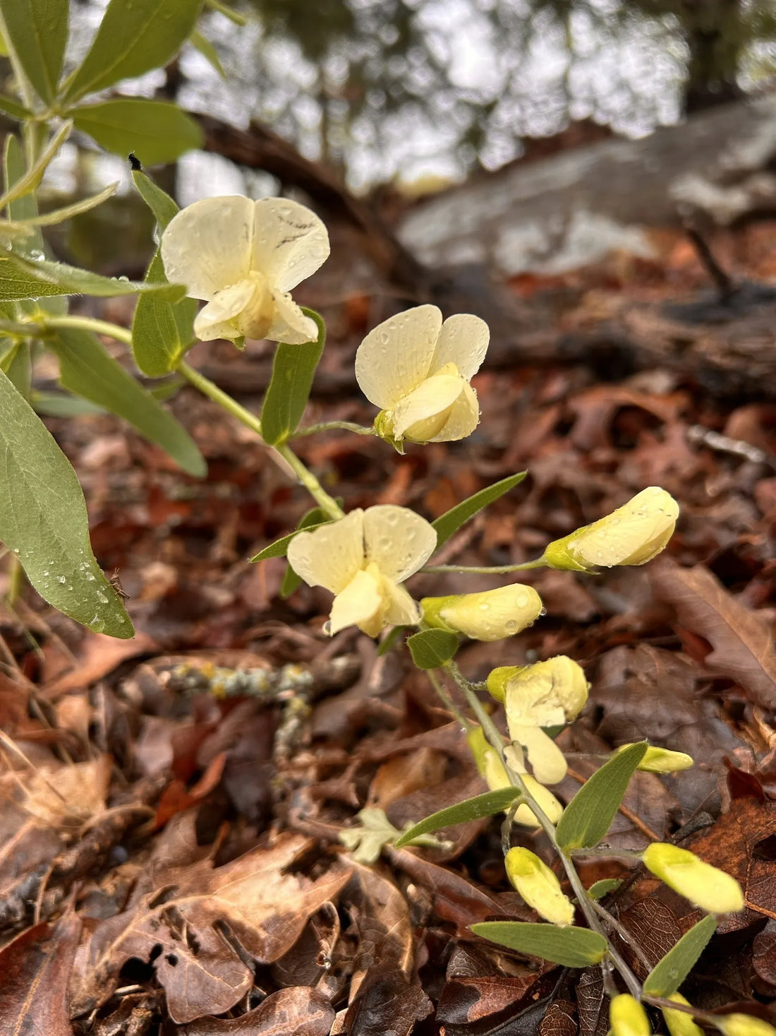 Best or Top Flyer Design Agencies and Companies in Ardmore, Oklahoma