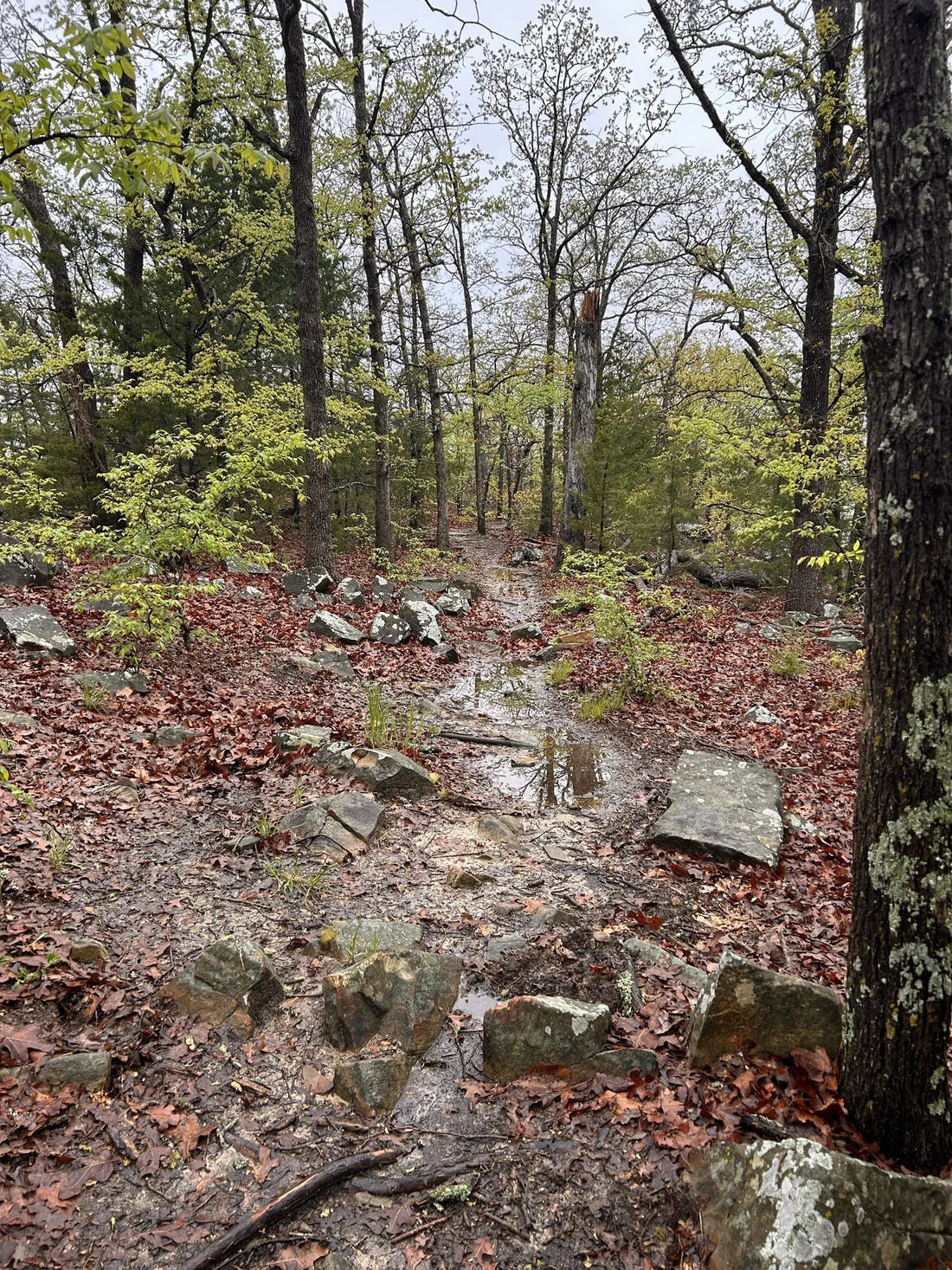 Best or Top Infographic Design Agencies and Companies in Ardmore, Oklahoma