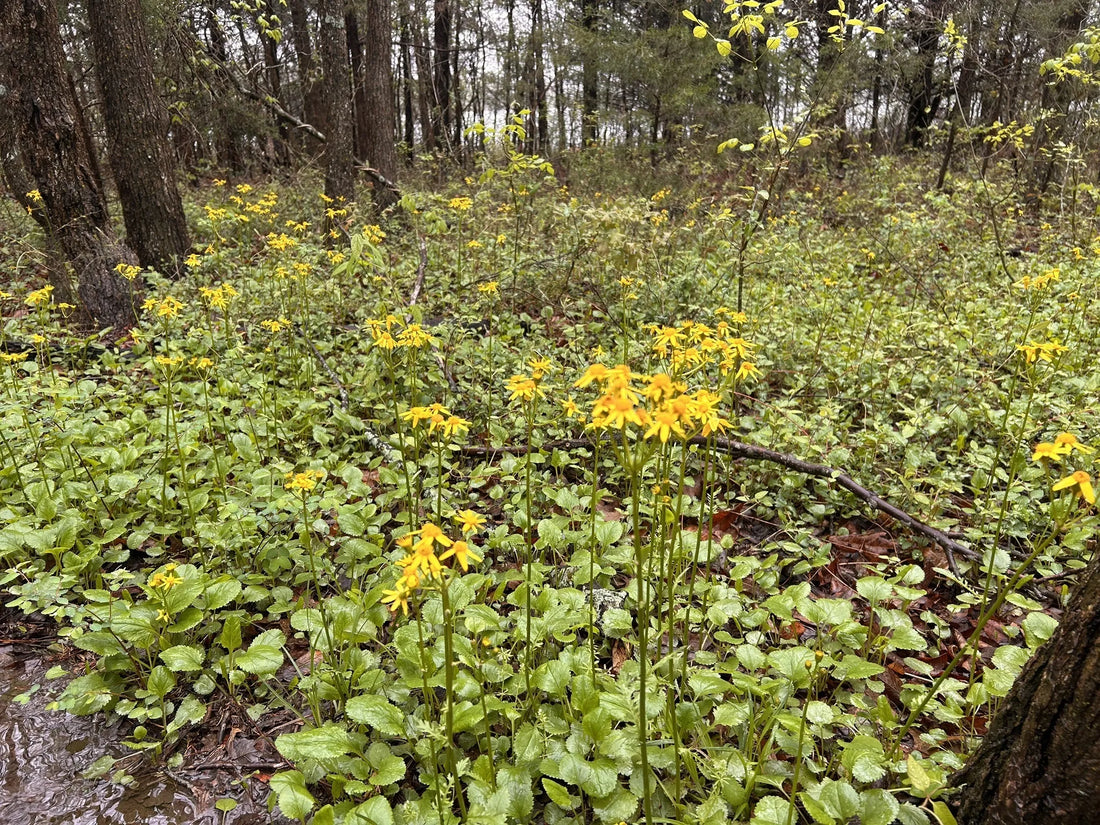 Best or Top Mural Design Agencies and Companies in Ardmore, Oklahoma