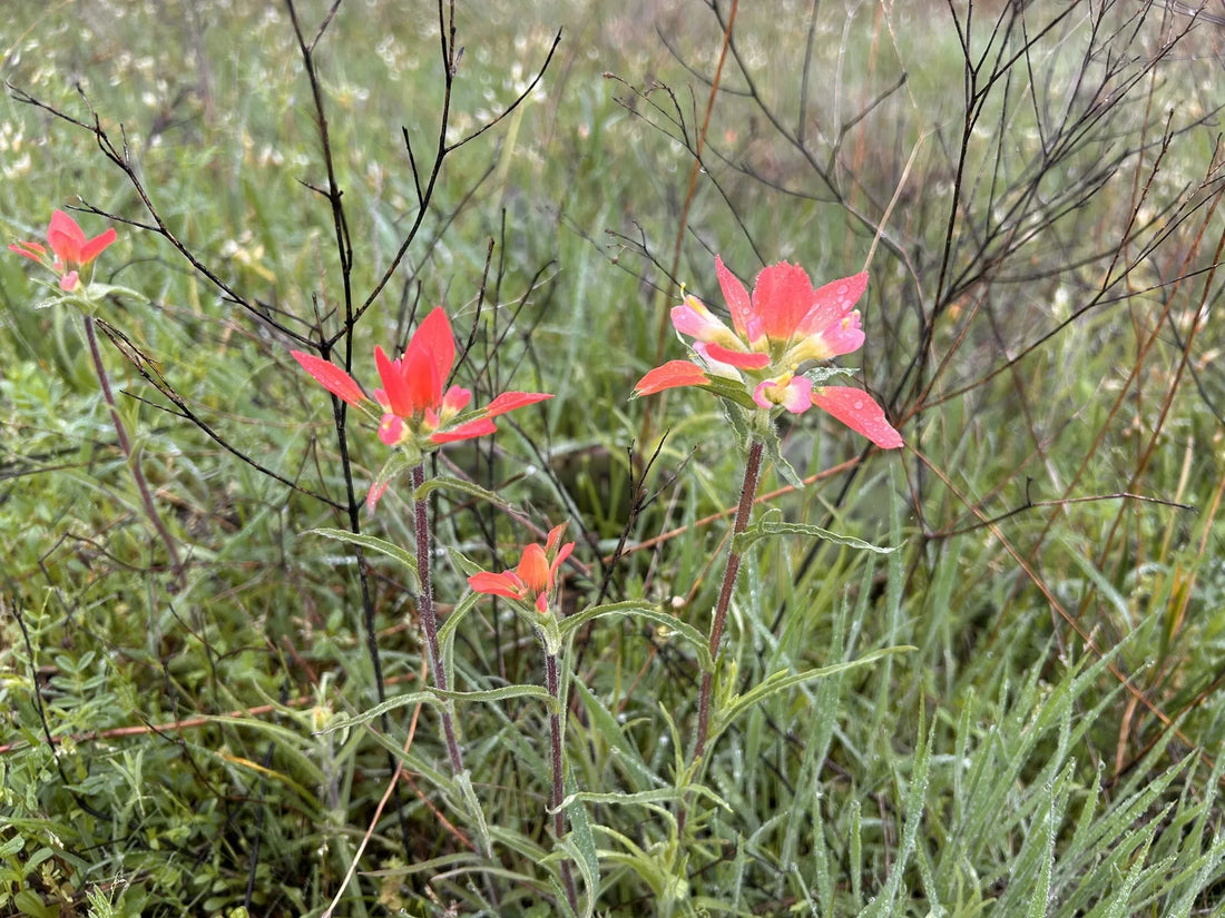 Best or Top Video Editing Agencies and Companies in Ardmore, Oklahoma