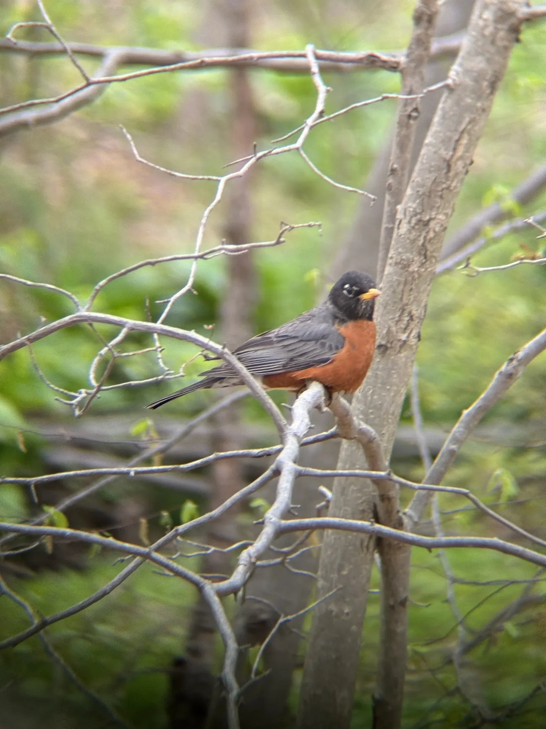 Best or Top Virtual Background Design Agencies and Companies in Edison, New Jersey