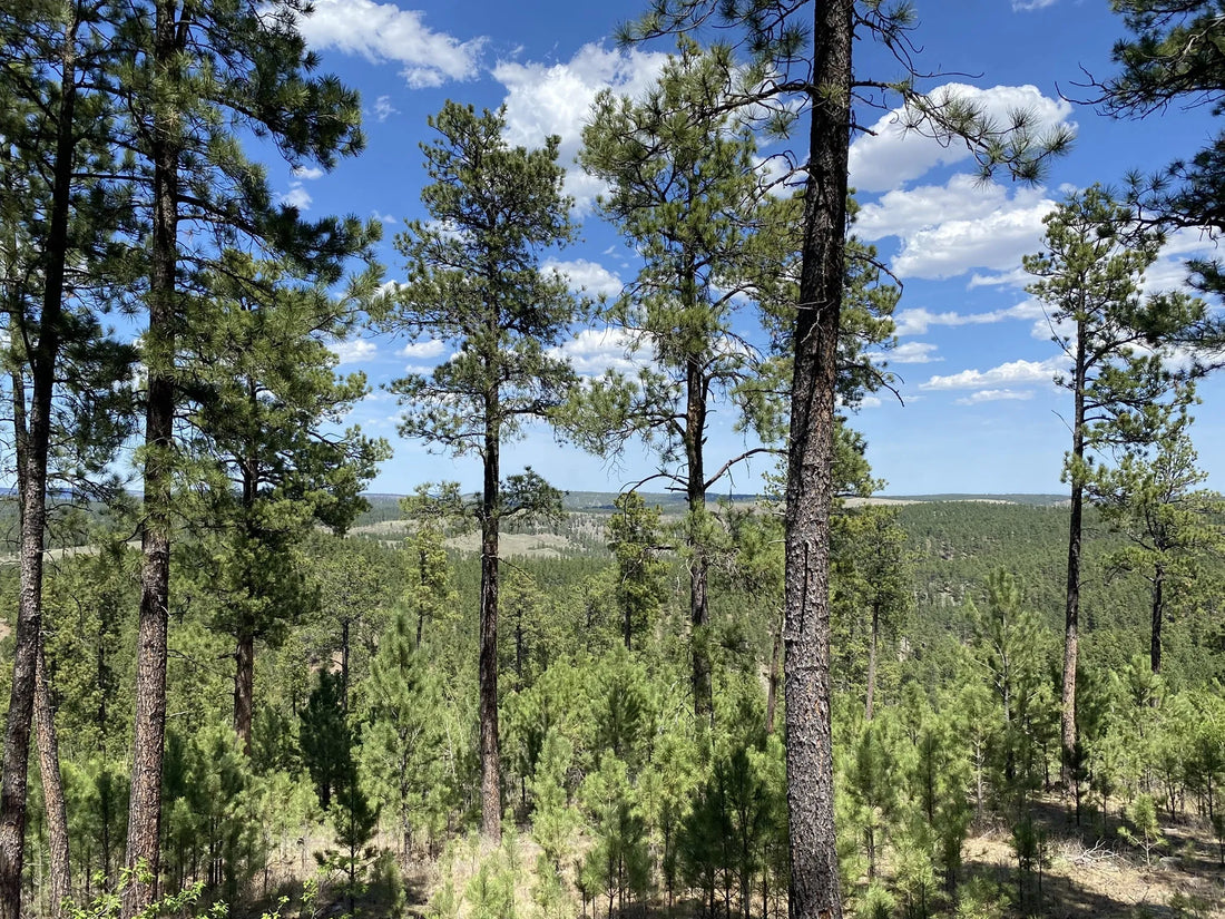 Best or Top Flyer Design Agencies and Companies in Sioux Falls, South Dakota