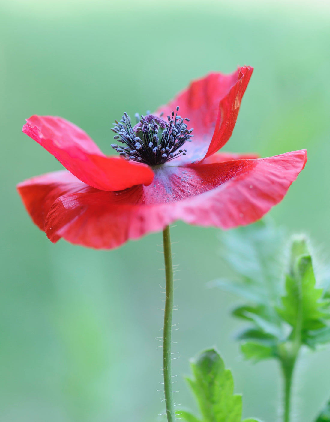 Top and Best Email Campaign Design Agencies and Companies in Richmond, Virginia