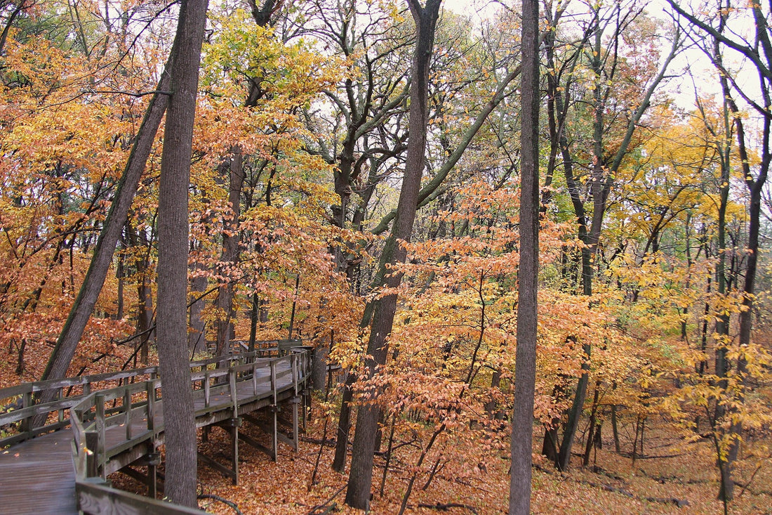 Top or Best Twitch Management Agencies and Companies in Bellevue, Nebraska