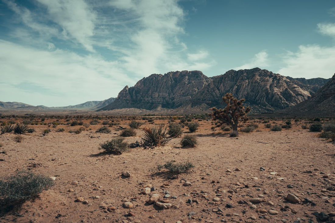 Best or Top Catalog Design Agencies and Companies in Las Vegas, Nevada