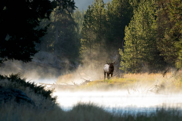 Top 5 Mural Design Agencies in Montana