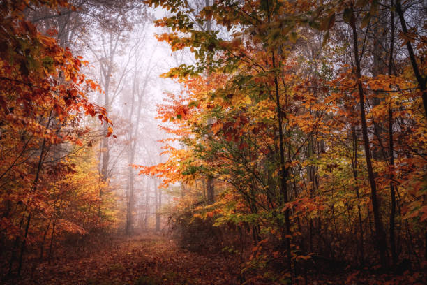 Top 5 Virtual Background Design Agencies in New Jersey