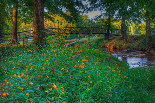 Top 5 Virtual Background Design Agencies in Missouri