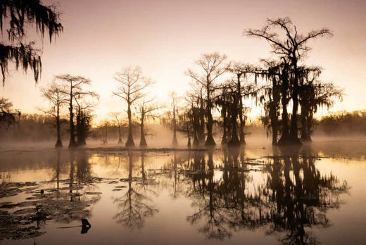 Top 5 Custom Video Graphic Agencies in Louisiana