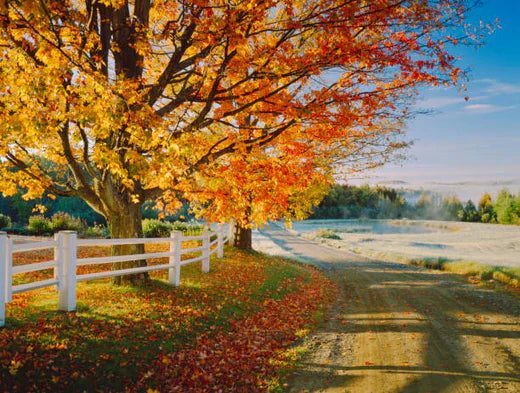 Top 5 Custom Video Graphic Agencies in Vermont