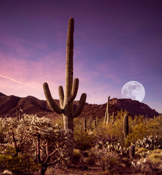 Top 5 Virtual Background Design Agencies in Arizona