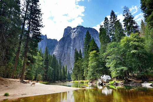 Top Animation & Motion Graphic Agencies in California