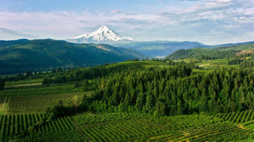 Top Animation & Motion Graphic Agencies in Oregon