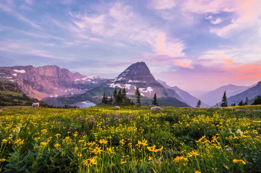 Top Animation & Motion Graphic Agencies in Montana