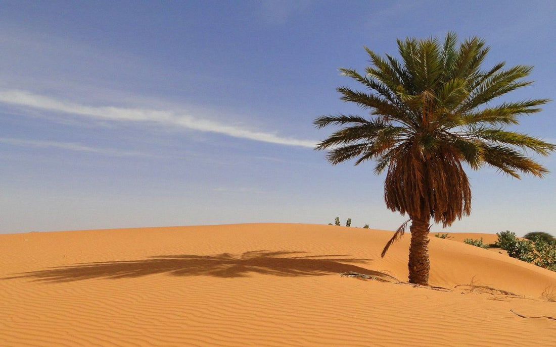 Top or Best Influencer Brand Partnership Agencies and Companies in Mauritania