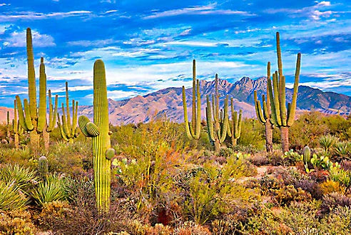 Top or Best Video Editing Agencies and Companies in Tucson, Arizona