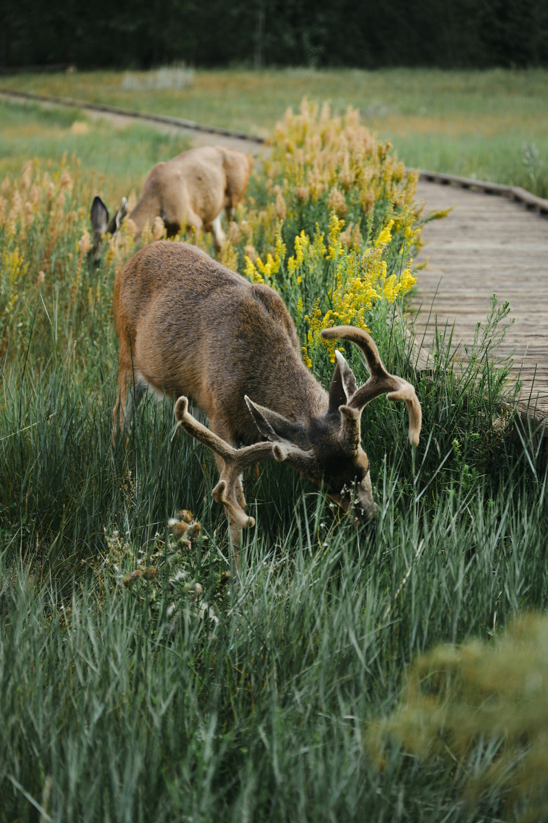 Top and Best Custom Graphics for Videos Agencies and Companies in Torrington, Wyoming