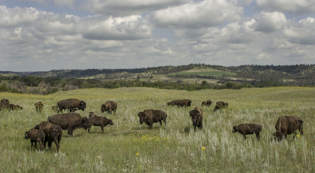 Top or Best Catalog Design Agencies and Companies in Lexington, Nebraska