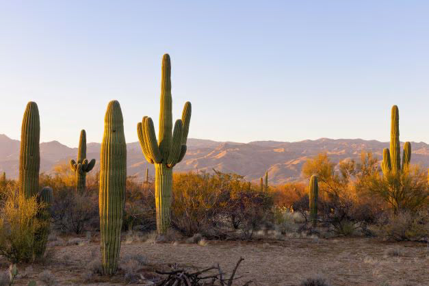 Top or Best Athlete Brand Partnership Agencies and Companies in Tucson, Arizona