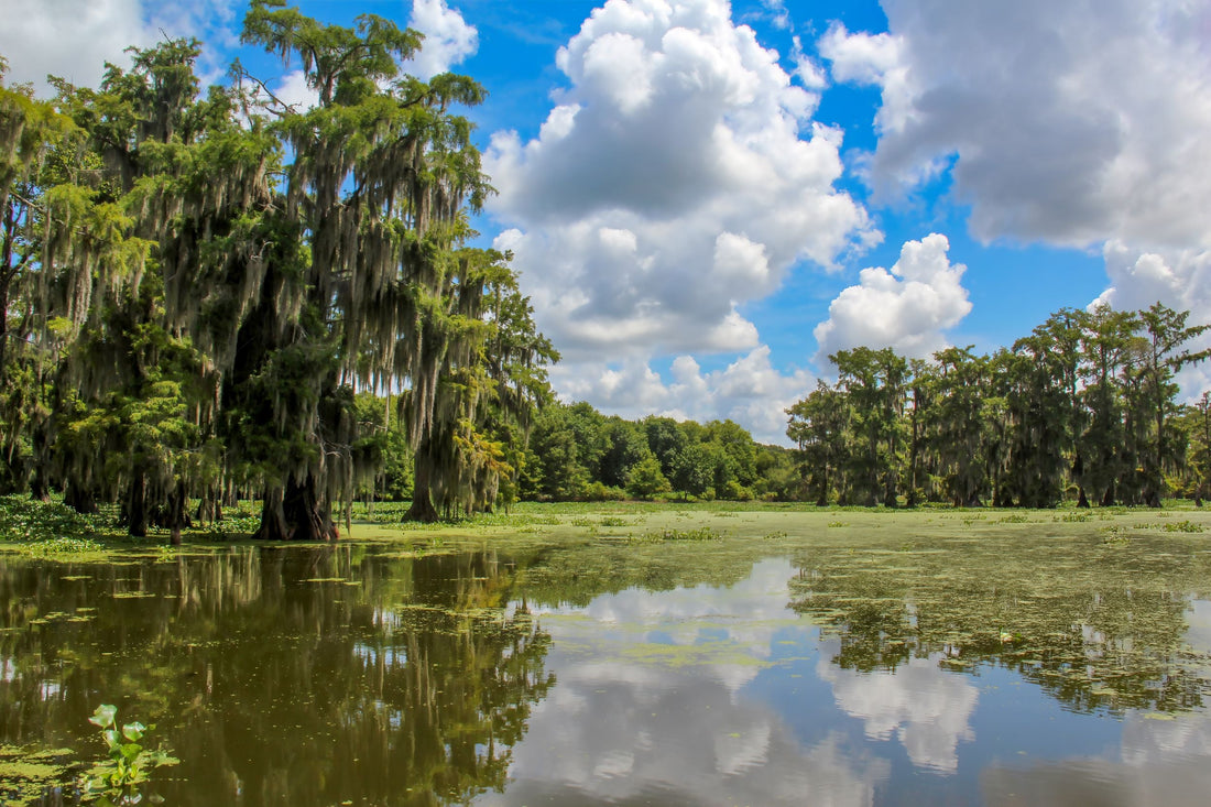 Top or Best Poster Design Agencies and Companies in Hammond, Louisiana