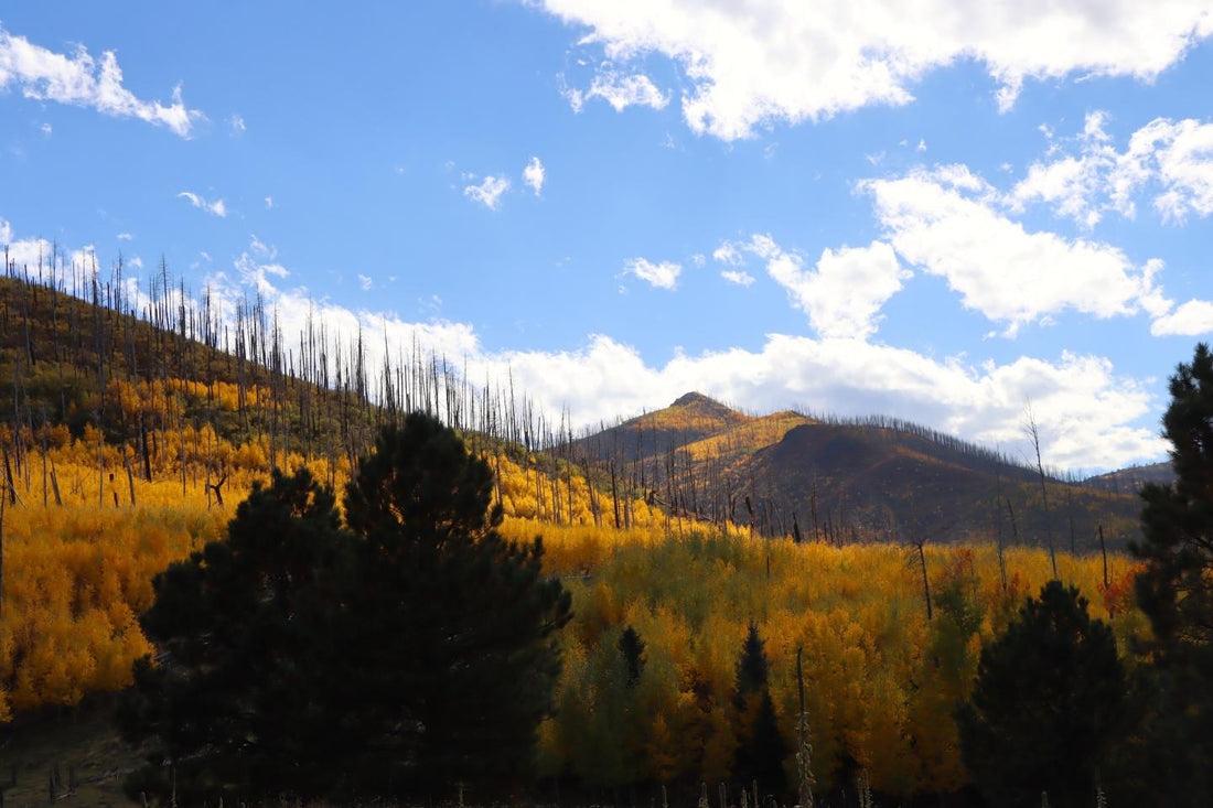 Top or Best Graphic Design Subscription Agencies and Companies in Los Alamos, New Mexico