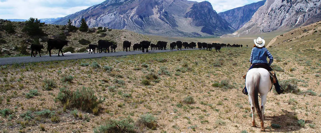 Top or Best TikTok Management Agencies and Companies in Powell, Wyoming