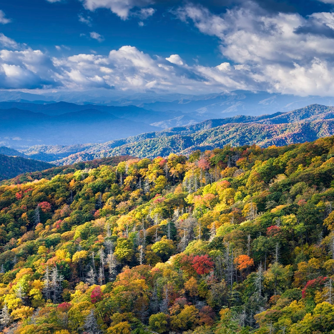 Top or Best Animation & Motion Graphics Agencies and Companies in Jackson, Tennessee