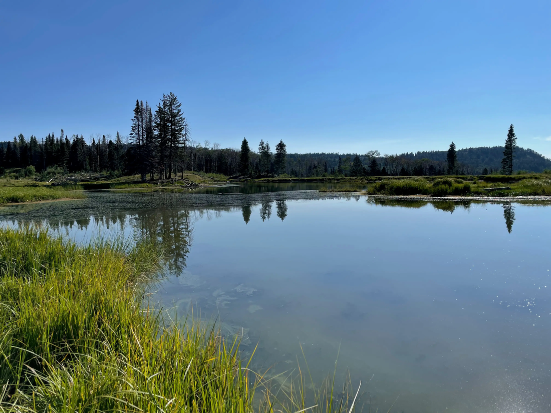 Top or Best Poster Design Agencies and Companies in Chaparral, New Mexico