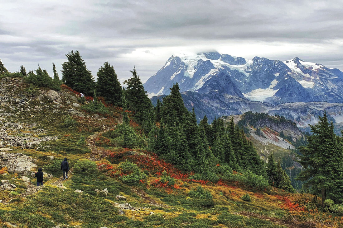 Top or Best Logo Design Agencies and Companies in Everett, Washington