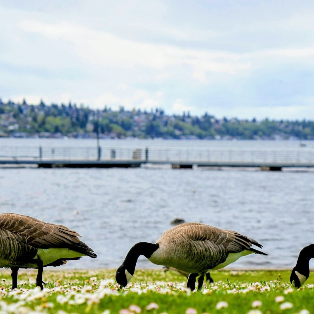 Top or Best Invitation Design Agencies and Companies in Renton, Washington