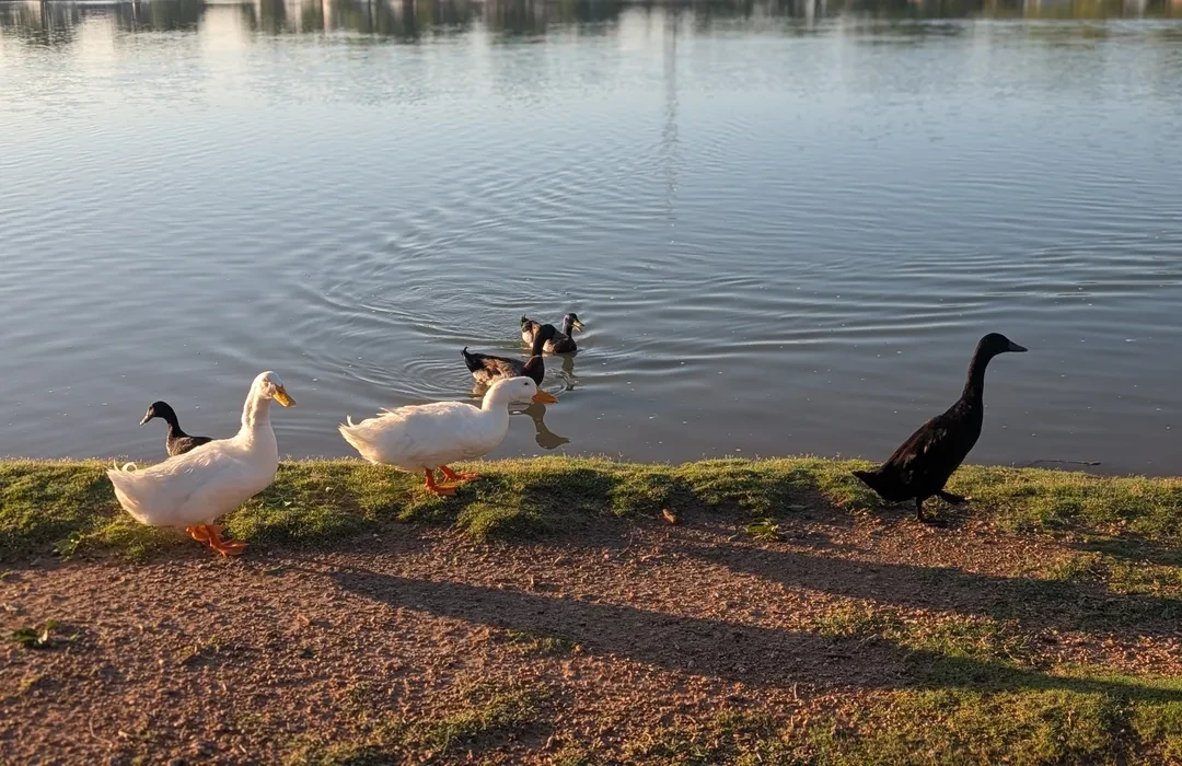 Top or Best Custom Graphics for Videos Agencies and Companies in Portales, New Mexico