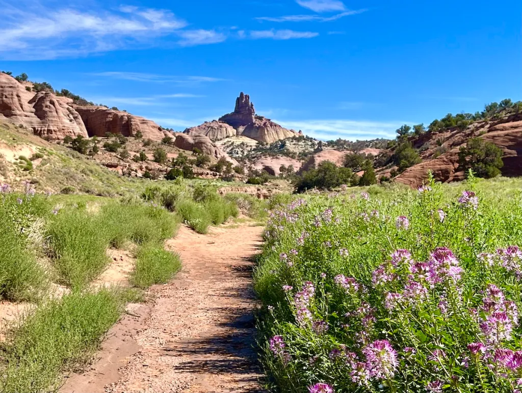 Top or Best Cartoons & Comics Agencies and Companies in Gallup, New Mexico