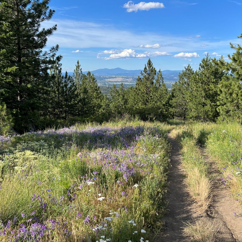 Top or Best Social Media Design Agencies and Companies in Spokane Valley Washington