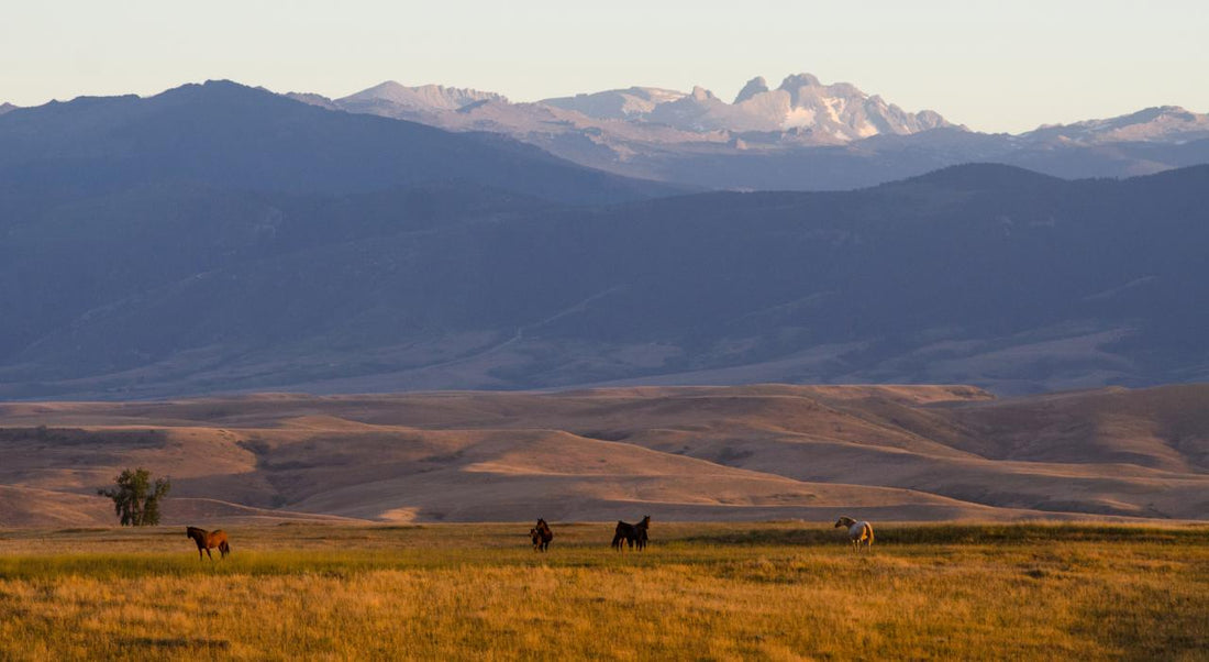 Top or Best App UI/UX Design Agencies and Companies in Sheridan, Wyoming