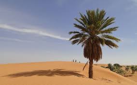 Top Banner Ad Agencies in Mauritania