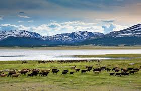 Top 5 Graphics for Streamers Agencies in Mongolia