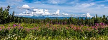 Top or Best Custom Graphics for Video Agencies and Companies in Fairbanks, Alaska