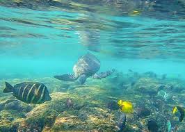 Top or Best Custom Graphics for Videos Agencies and Companies in Honolulu, Hawaii