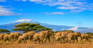 Top Custom Graphics for Videos Agencies in Kenya: Enhancing Video Content with Stunning Visuals