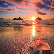 Top or Best Brochure Design Agencies and Companies in Urban Honolulu, Hawaii