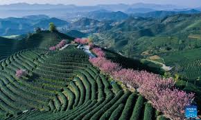Top or Best Graphic Design Subscription Agencies and Companies in Fuyang, China