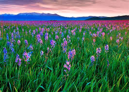 Top or Best App UI/UX Design Agencies and Companies in Nampa, Idaho